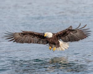 bald eagle at lake