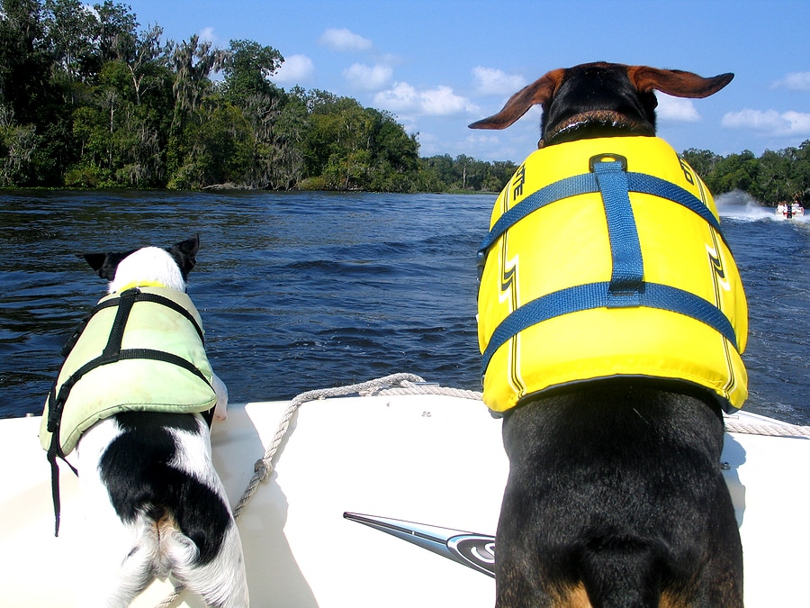 Tips for Boating with Dogs